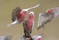 Galahs Royalty Free Stock Photo