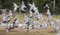 Galahs in flight Royalty Free Stock Photo