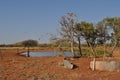 Galahs birds flying out of tree in australia outback water hole Royalty Free Stock Photo