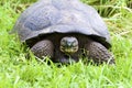 Galalpagos Giant Tortoise  833975 Royalty Free Stock Photo