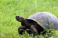 Galalpagos Giant Tortoise  833932 Royalty Free Stock Photo