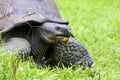 Galalpagos Giant Tortoise  833774 Royalty Free Stock Photo