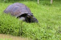 Galalpagos Giant Tortoise  833776 Royalty Free Stock Photo