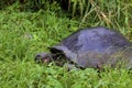 Galalpagos Giant Tortoise  833808 Royalty Free Stock Photo