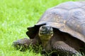 Galalpagos Giant Tortoise  833710 Royalty Free Stock Photo