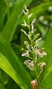 Galanga scientific name: Alpinia galanga