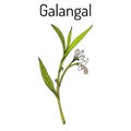 Galangal Alpinia officinarum , medicinal plant