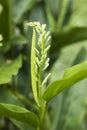 The galangal blossom