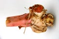 Galangal (Blue Ginger