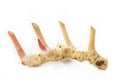 Galangal (Blue ginger) in isolated white background