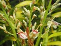 Galangal flower (Alpinia galanga) blooming in the garden Royalty Free Stock Photo