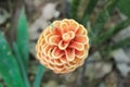 Galangal Flower