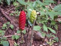 Galangal flower in Thailand