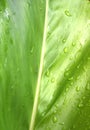 Galangal leaf is refreshing rain drops after rain