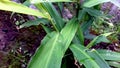 Galangal plant, dark green leaves that are flattened lengthwise Royalty Free Stock Photo