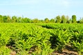 Galangal plants in the farm