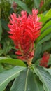 Galangal red flower blossom Royalty Free Stock Photo