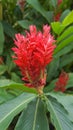 Galangal red flower blossom Royalty Free Stock Photo