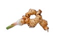 Galangal root isolated against a white background