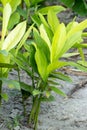 Galangal Sapling