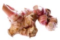 Galangal Wild Ginger