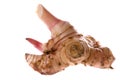 Galangal Wild Ginger Royalty Free Stock Photo