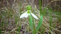 Galanthus elwesii Elwes, greater snowdrop in the wild. Red Book Ukraine