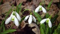 Galanthus elwesii Elwes, greater snowdrop in the wild. Red Book Ukraine. Slider