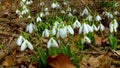 Galanthus elwesii Elwes`s, greater snowdrop in the wild. Red Book Ukraine. Slider