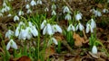 Galanthus elwesii Elwes`s, greater snowdrop in the wild. Red Book Ukraine. Slider