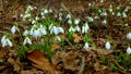 Galanthus elwesii Elwes`s, greater snowdrop in the wild. Red Book Ukraine. Slider