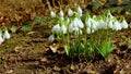 Galanthus elwesii Elwes`s, greater snowdrop in the wild. Red Book Ukraine. Slider