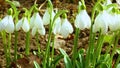 Galanthus elwesii Elwes`s, greater snowdrop in the wild. Red Book Ukraine. Slider