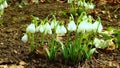 Galanthus elwesii Elwes`s, greater snowdrop in the wild. Red Book Ukraine. Slider