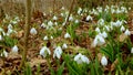 Galanthus elwesii Elwes`s, greater snowdrop in the wild. Red Book Ukraine. Slider