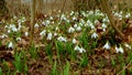 Galanthus elwesii Elwes`s, greater snowdrop in the wild. Red Book Ukraine. Slider