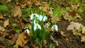 Galanthus elwesii Elwes`s, greater snowdrop in the wild. Red Book Ukraine. Slider