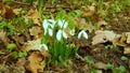 Galanthus elwesii Elwes`s, greater snowdrop in the wild. Red Book Ukraine. Slider