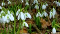 Galanthus elwesii Elwes`s, greater snowdrop in the wild. Red Book Ukraine. Slider