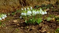 Galanthus elwesii Elwes`s, greater snowdrop in the wild. Red Book Ukraine. Slider