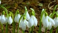 Galanthus elwesii Elwes`s, greater snowdrop in the wild. Red Book Ukraine. Slider