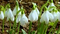 Galanthus elwesii Elwes`s, greater snowdrop in the wild. Red Book Ukraine. Slider