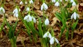 Galanthus elwesii Elwes`s, greater snowdrop in the wild. Red Book Ukraine. Slider