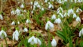 Galanthus elwesii Elwes`s, greater snowdrop in the wild. Red Book Ukraine. Slider