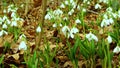 Galanthus elwesii Elwes`s, greater snowdrop in the wild. Red Book Ukraine. Slider