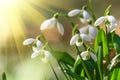 Galanthus nivalis or common snowdrop - blooming white flowers in early spring in the forest Royalty Free Stock Photo