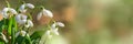 Galanthus nivalis or common snowdrop - blooming white flowers in early spring in the forest Royalty Free Stock Photo