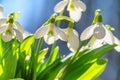 Galanthus nivalis or common snowdrop - blooming white flowers in early spring in the forest Royalty Free Stock Photo