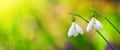 Galanthus nivalis or common snowdrop - blooming white flowers in early spring in the forest Royalty Free Stock Photo