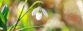 Galanthus nivalis or common snowdrop - blooming white flowers in early spring in the forest Royalty Free Stock Photo